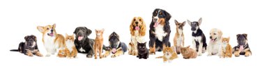 Beyaz arka planda bir grup kedi ve köpek