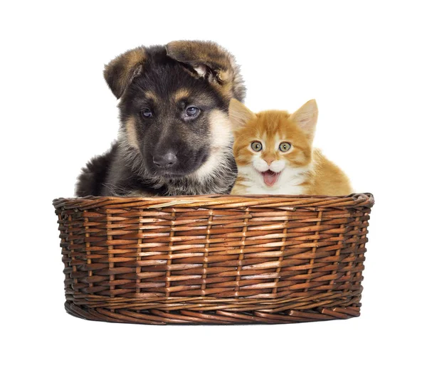 Puppy Kitten Zoek Een Mandje — Stockfoto