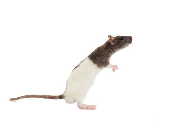 Ratto Sfondo Bianco — Foto Stock