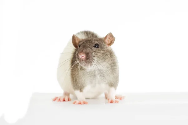 Ratto Sfondo Bianco — Foto Stock