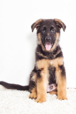 Çoban köpeklerine tüylü bir halı