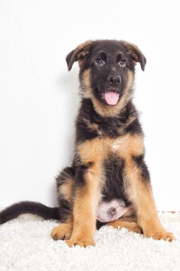 Çoban köpeklerine tüylü bir halı