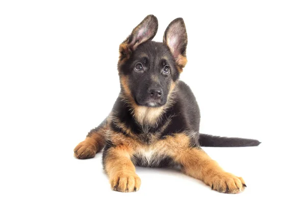 German Shepherd Puppy Looking — 스톡 사진