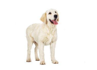 Golden retriever, üzerinde beyaz izole
