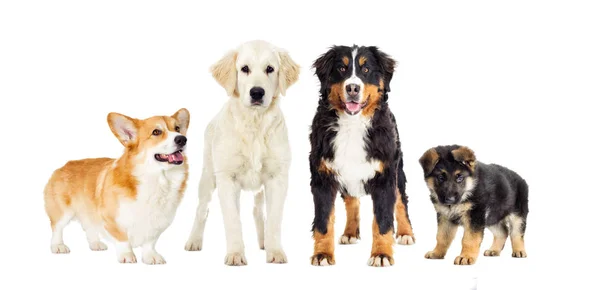 Set Dogs White Background — Stock Photo, Image