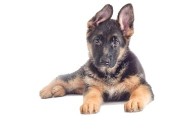 Alman Çoban Köpeği gibi görünüyor.