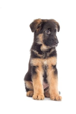 Alman Çoban Köpeği gibi görünüyor.