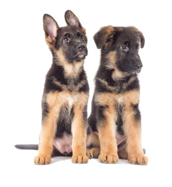 Alman Çoban Köpeği gibi görünüyor.