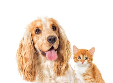 Beyaz arka planda İngiliz cocker köpek ve kedi yavrusu