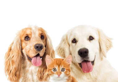 portre köpek ve kedi yavrusu