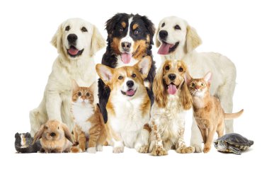 Evcil hayvan beyaz bir arka plan ayarla