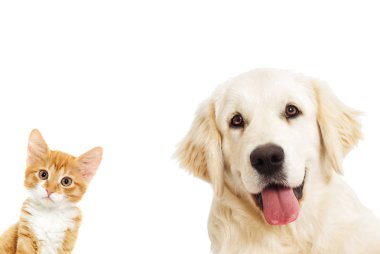 portre Golden retriever ve yavru kedi