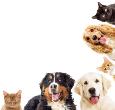 portre Golden retriever ve yavru kedi