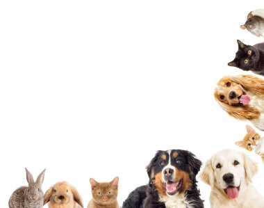 portre Golden retriever ve yavru kedi