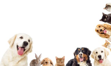 portre Golden retriever ve yavru kedi