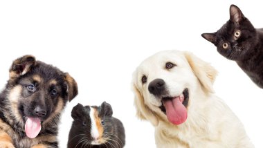 beyaz arkaplanda gözetleyen bir hayvan ayarla