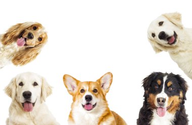 Beyaz arka planda kameraya bakan bir köpeğin portresi