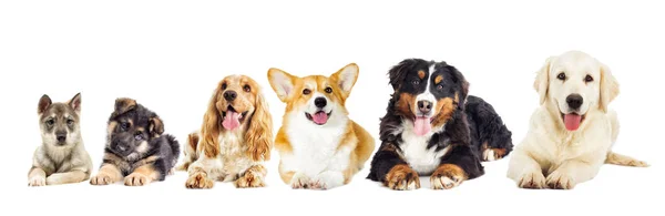 Groep Van Raszuivere Honden — Stockfoto