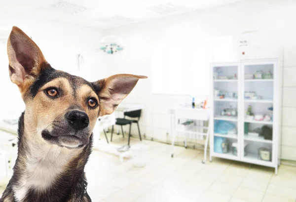 Ένας Σκύλος Μια Κτηνιατρική Κλινική — Φωτογραφία Αρχείου