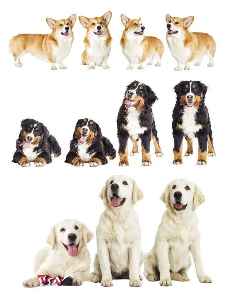 Grupo Cães Raça Pura Fundo Branco — Fotografia de Stock