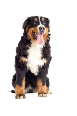 Bernese dağ köpeği beyaz zemin üzerine