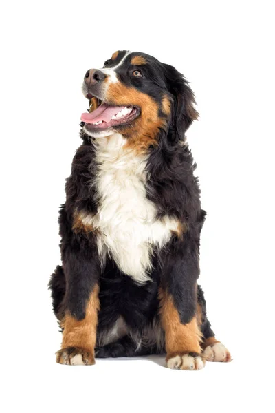 Cane Montagna Bernese Sfondo Bianco — Foto Stock