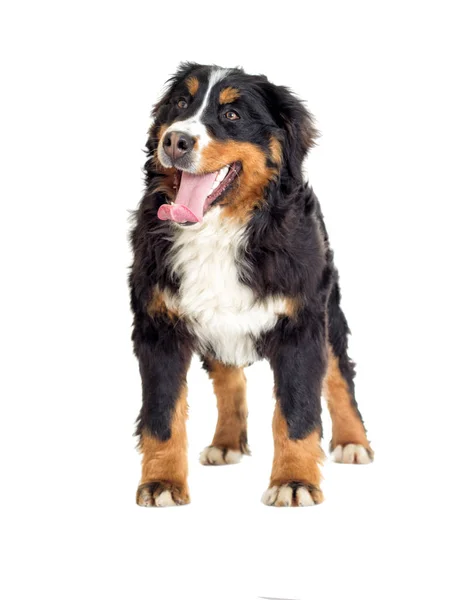 Cane Montagna Bernese Sfondo Bianco — Foto Stock