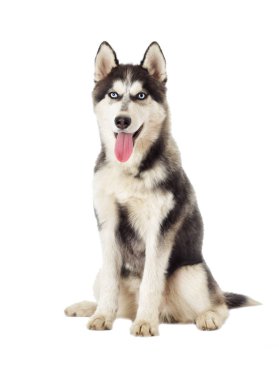 Sibirya husky beyaz zemin üzerine