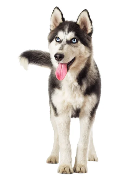 Siberian Husky Looks Fundo Branco — Fotografia de Stock