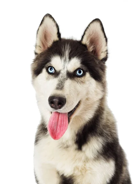 Porträt Eines Sibirischen Huskys Auf Weißem Hintergrund — Stockfoto