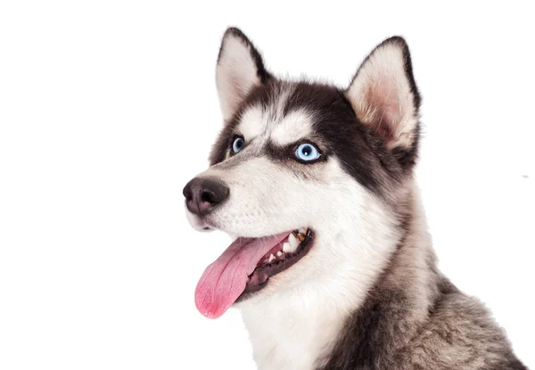 Retrato Husky Siberiano Sobre Fondo Blanco —  Fotos de Stock