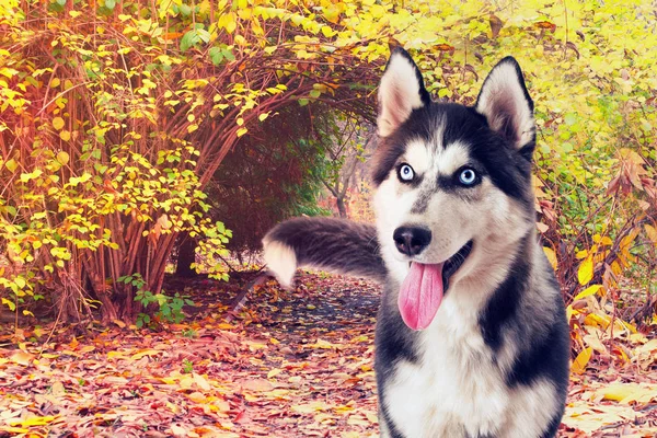 Husky Dog Autumn Walk — Stock Photo, Image