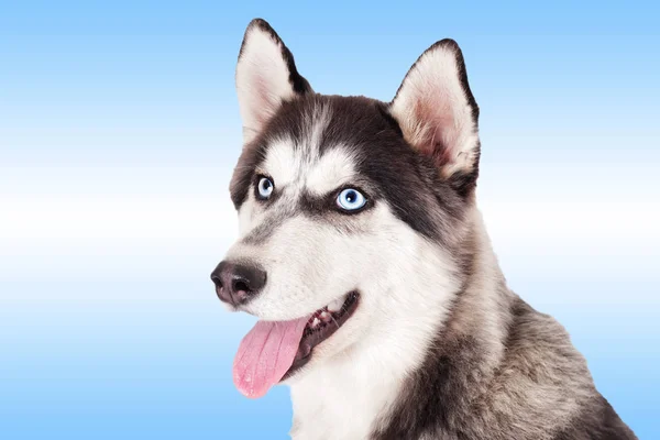 Porträtt Sibiriska Husky — Stockfoto