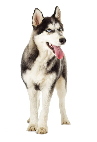 Husky Siberiano Sfondo Bianco — Foto Stock