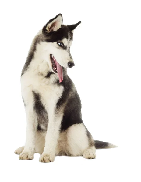 Σιβηρία Σκύλος Χάσκεϋ Άσπρο Φόντο — Φωτογραφία Αρχείου