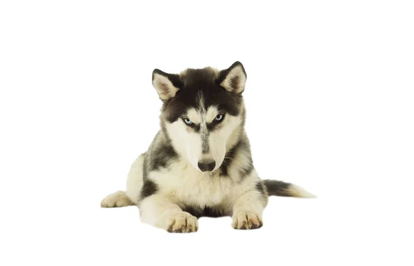 Собака Хаски Белом Фоне — стоковое фото