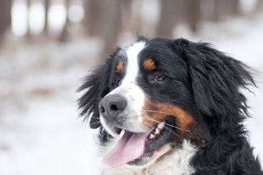 Bernese dağ köpeği açık havada, kış yürüyüş