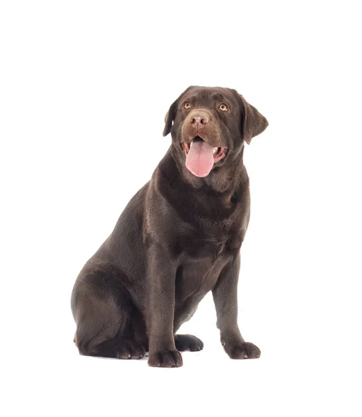 Hnědý Labrador Pes Vypadá — Stock fotografie