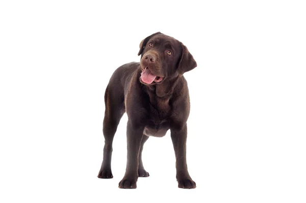 Brązowy Labrador Pies Wygląda — Zdjęcie stockowe