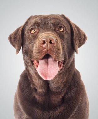 Portre kahverengi labrador köpek arıyorum