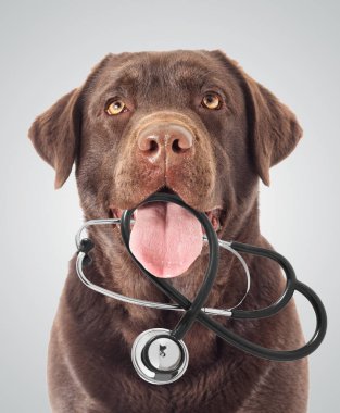 Kahverengi labrador köpeği ve steteskop.