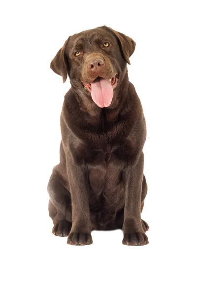 Cão Labrador Marrom Olhando — Fotografia de Stock
