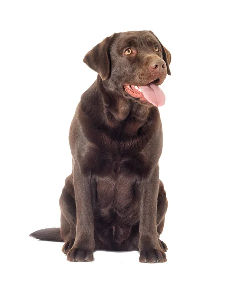 Brązowy Pies Labrador Patrząc — Zdjęcie stockowe