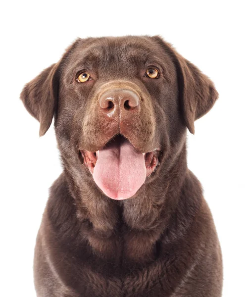 Portre kahverengi labrador köpek arıyorum