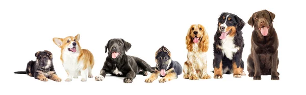 Dog Group White Background — 스톡 사진