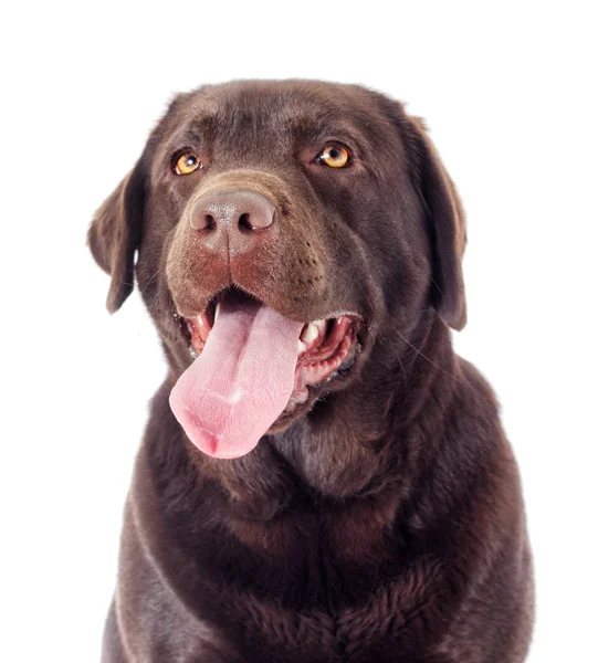 Portrét Hnědý Labrador Pes Hledá — Stock fotografie