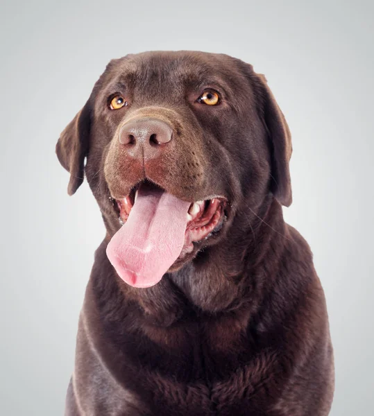 Portrét Hnědý Labrador Pes Hledá — Stock fotografie