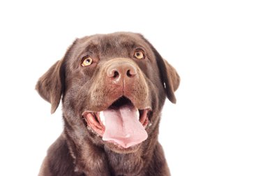 Portre kahverengi labrador köpek arıyorum