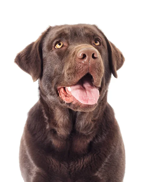 Portrét Hnědý Labrador Pes Hledá — Stock fotografie