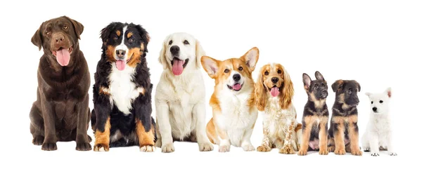 Set Dogs White Background Looking — Stock Photo, Image